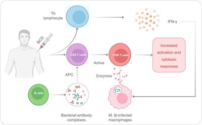 Research progress on specific and non-specific immune effects of BCG and the possibility of BCG protection against COVID-19